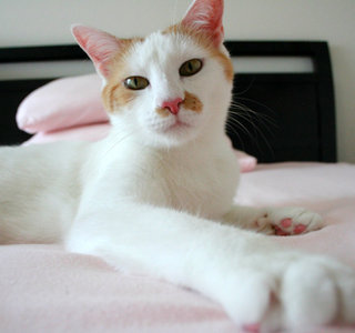 White cat resting