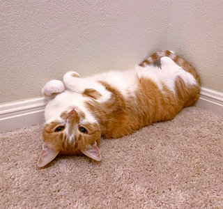 Orange cat lying on back