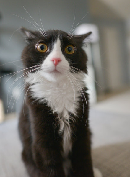 Black and white cat close-up