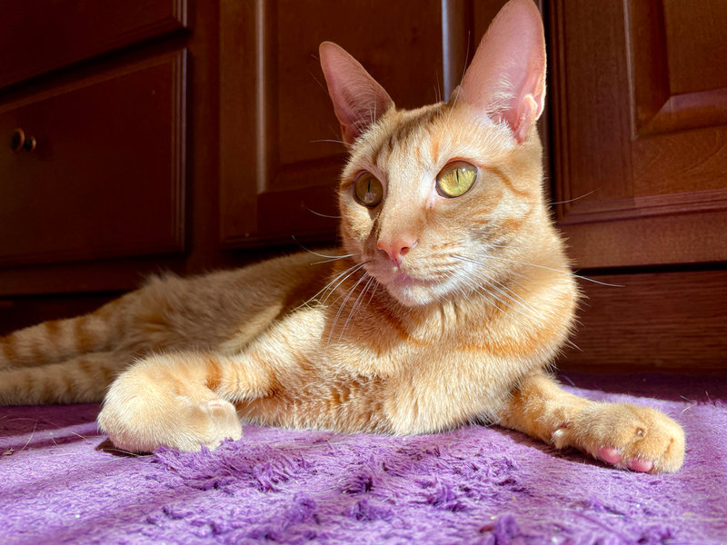 Three Powders and a Purr: How I Calmed My Anxious Cat (Without a Prescription)